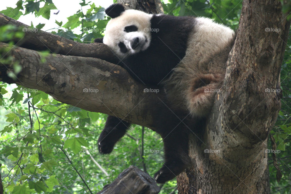 chinese tree center mammals by herstedt