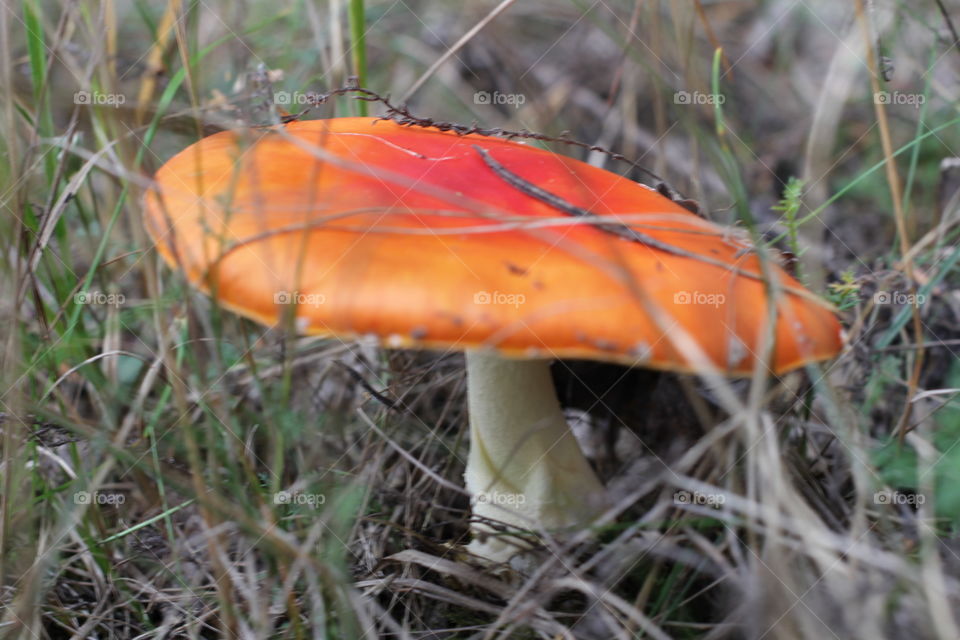 Forest, nature, mushrooms, trees, landscape