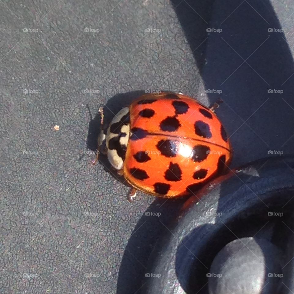 Ladybird