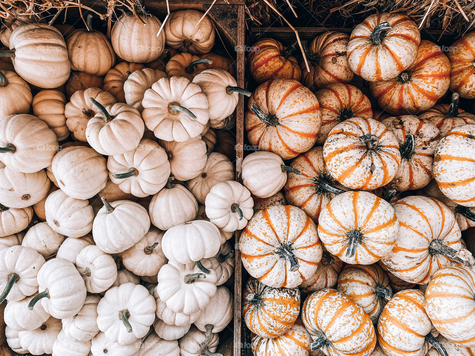 pumpkins