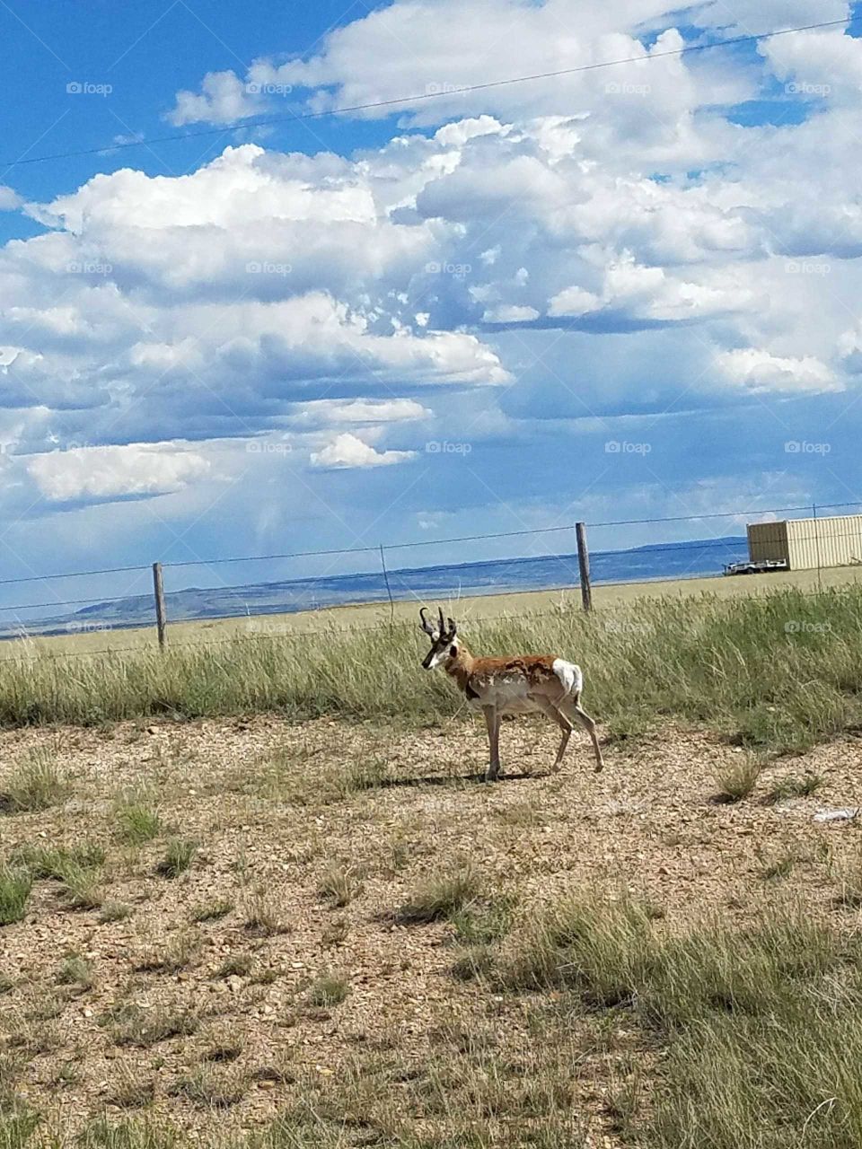 Where the Antelope roam.