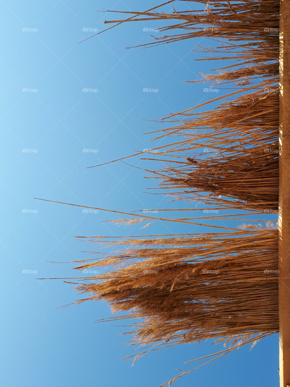 Orange bulrush at blue sky background