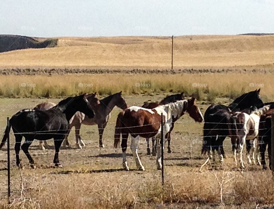 Mammal, Cavalry, Animal, Herd, Field