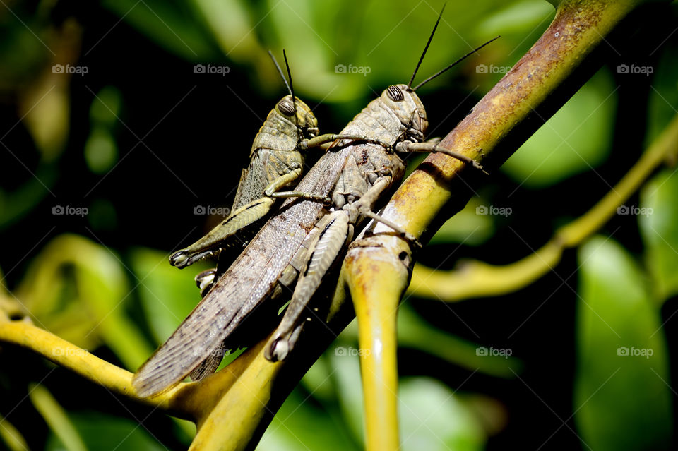 Egyptian Locust (Anacridium aegyptium) mating pair in a garden, close-up.