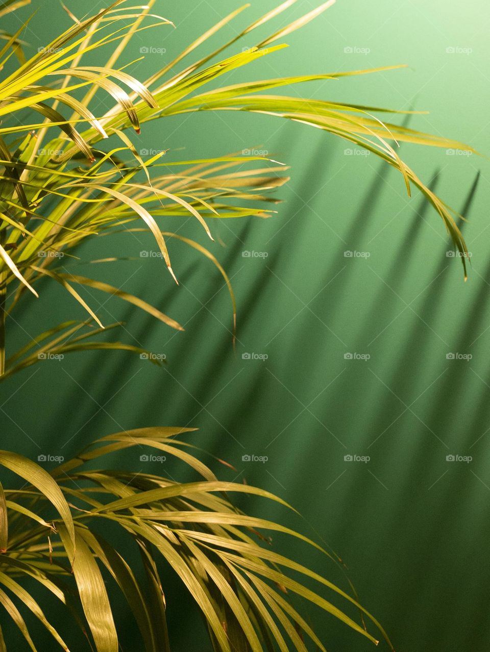 Green plant on green wall