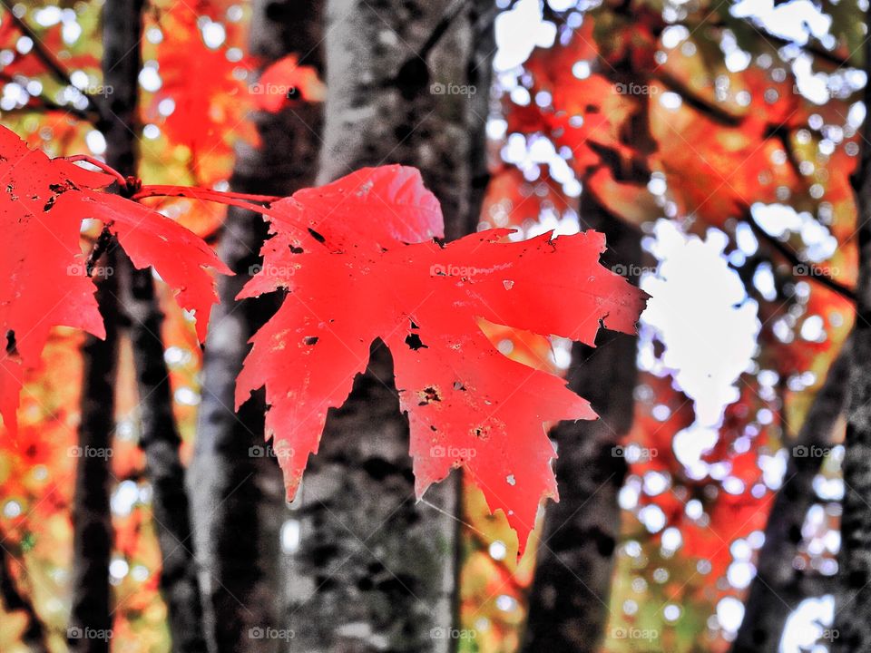 Beautiful red leaves on the trees in the forest in Indiana 