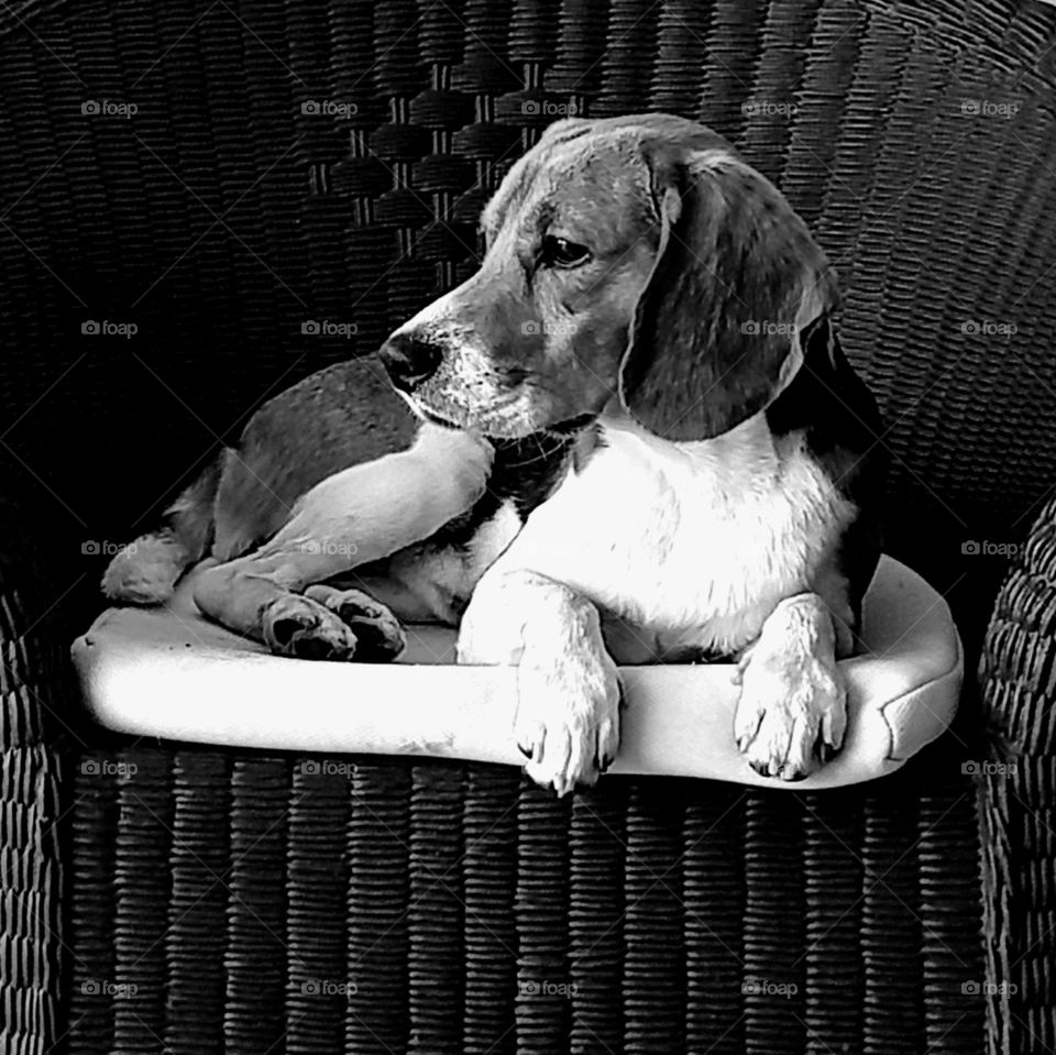 a beagle with attitude