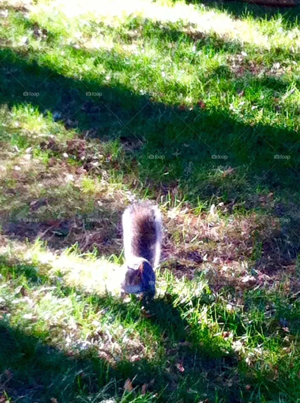 Grass, Nature, Garden, Leaf, Flower