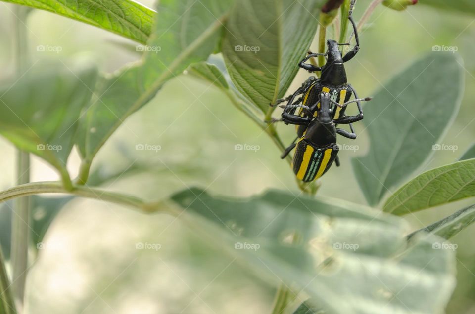 Jamaican Citrus Weevils Couple On Leaf