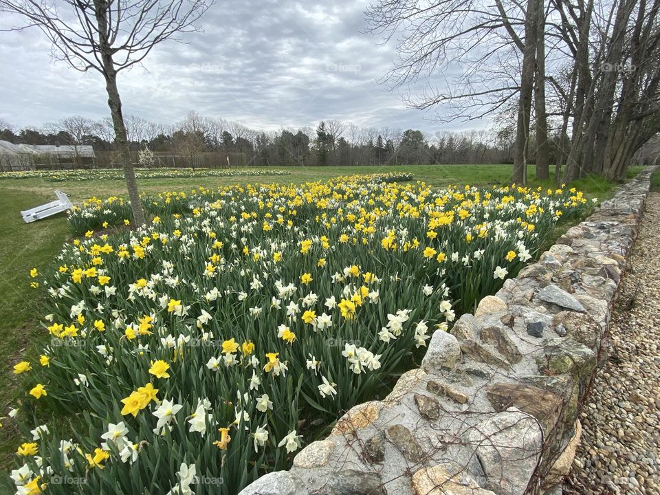 Field of Daffodils 