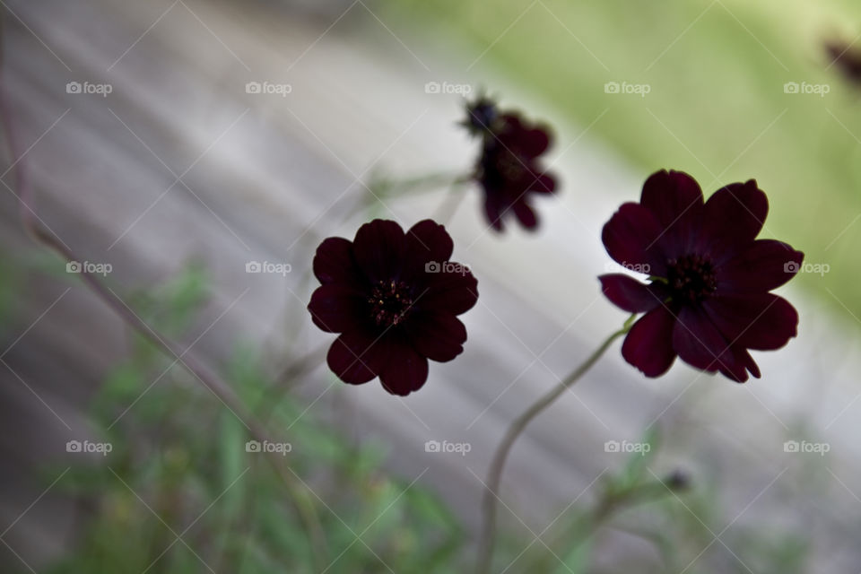 Close-up of beautiful flowers