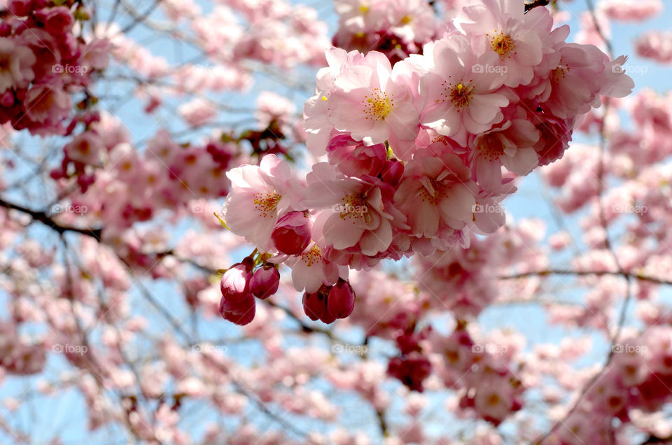 spring flowers pink cherryblossom by rauknrolla