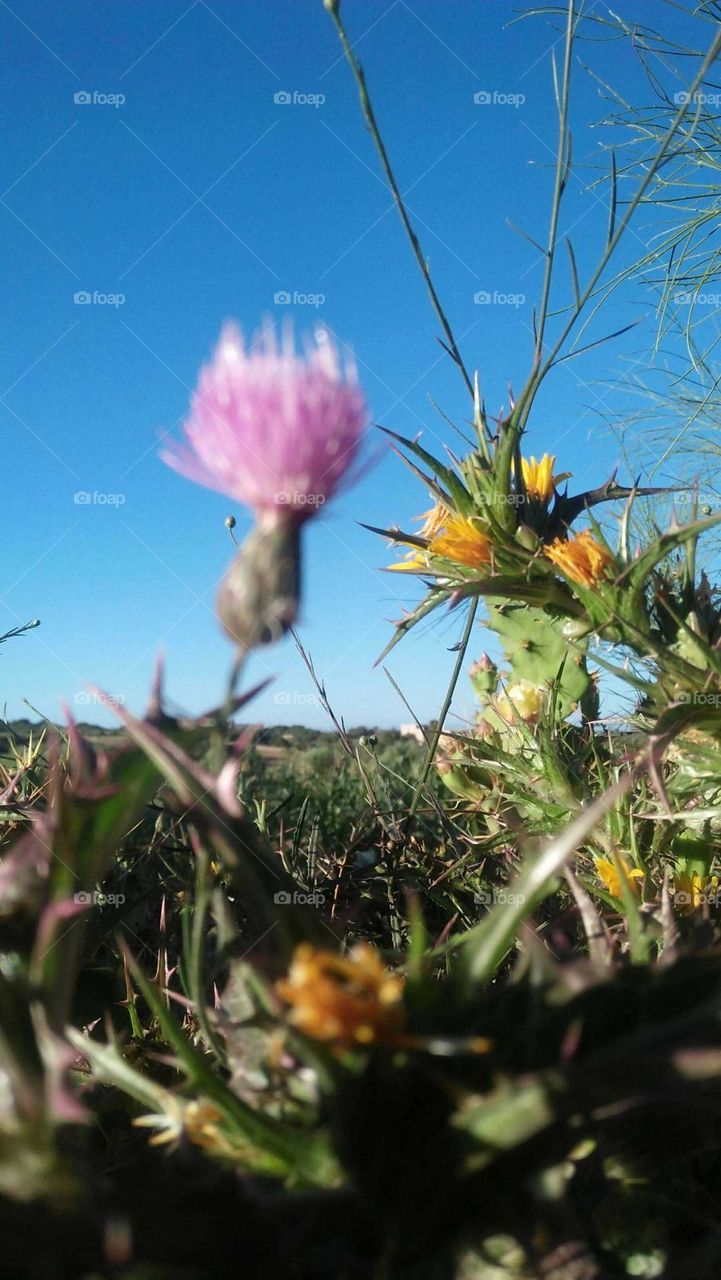 Beautiful flowers