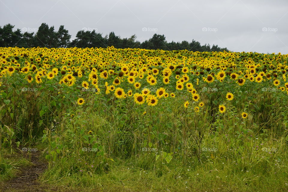 Field of Sunflowers 