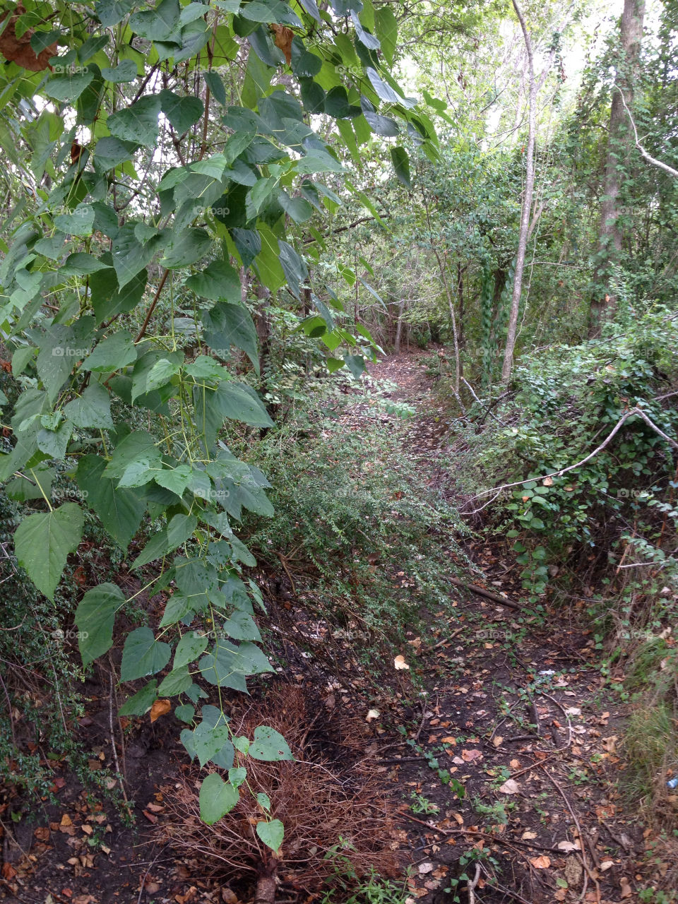 woods bed creek dry by tewitty