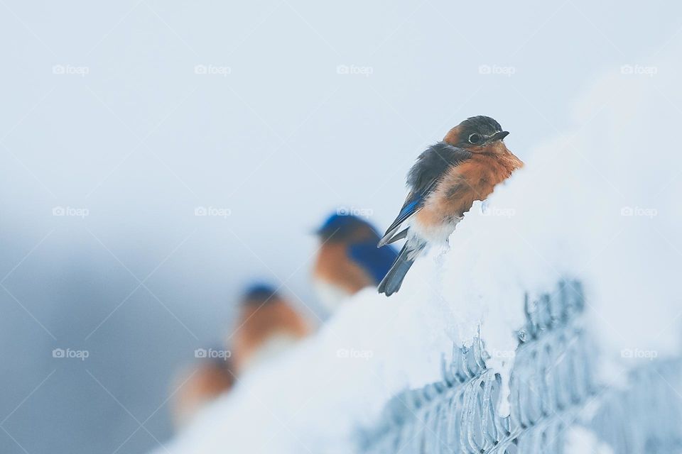 bird on a fence