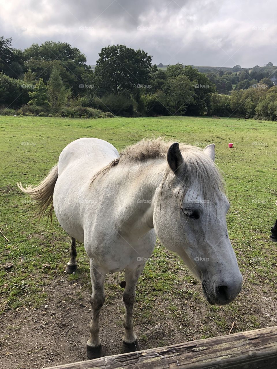 Another chance to enjoy a view of the most lovely of Dartmoor ponies, enjoying a warm afternoon in a superb field.