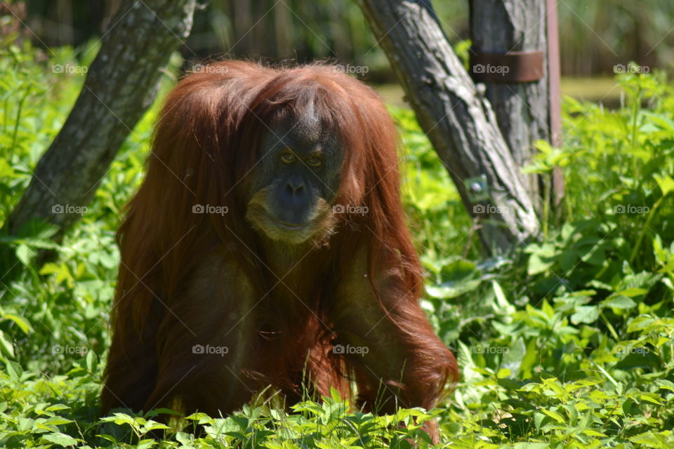 orangutang female