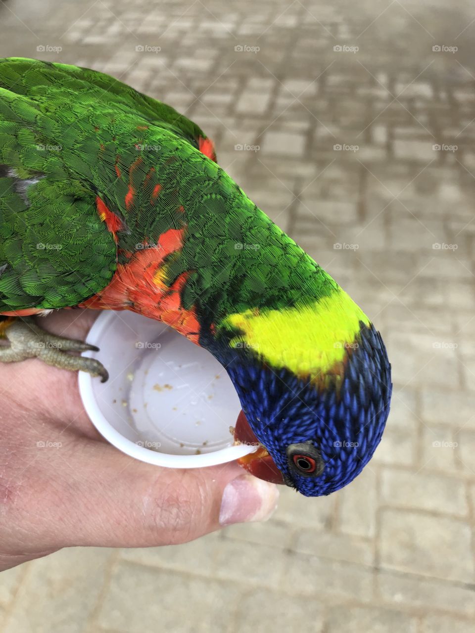 Lorikeet Nibbling on Cup