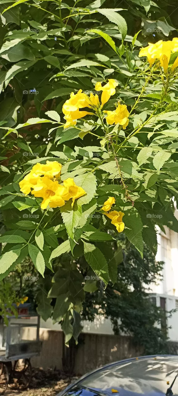 yellow elder