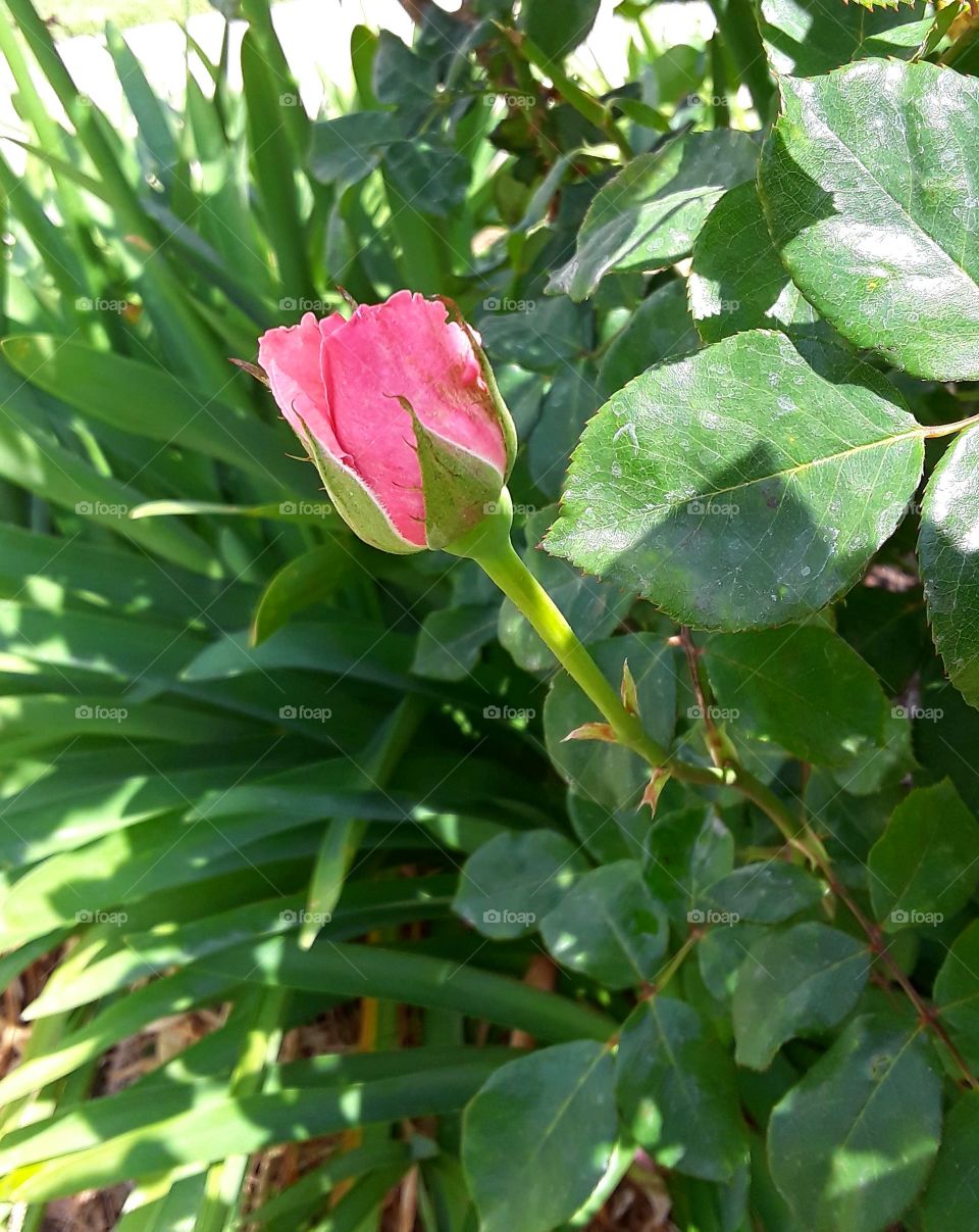 Single rose for love