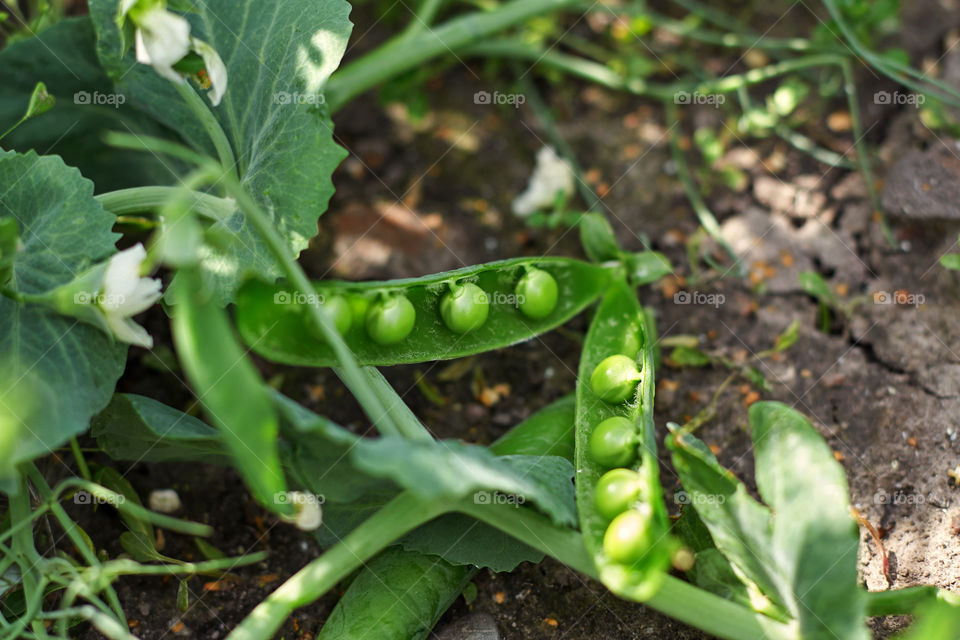 round peas