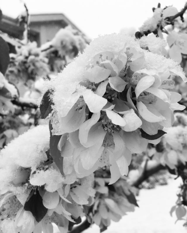 Black and white Frozen blossom