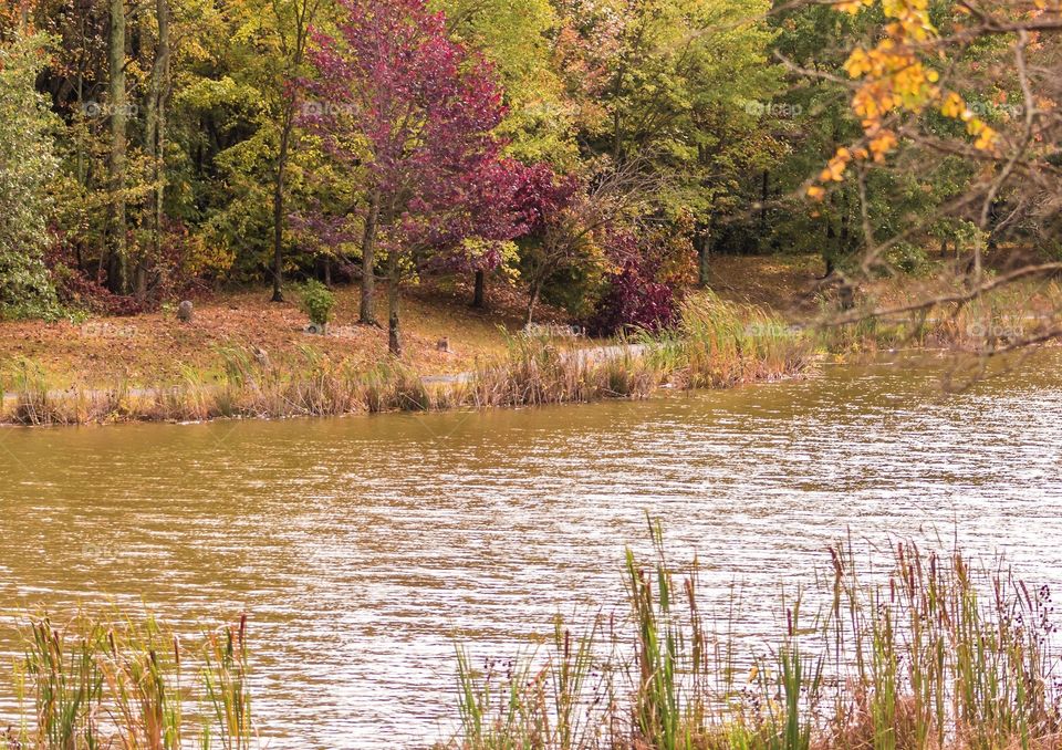 Autumn pond scene