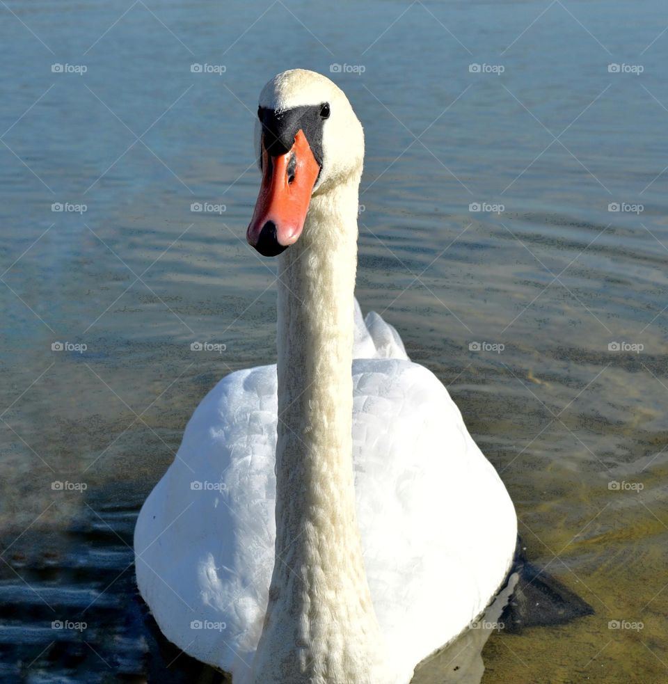 bird swan on a lake urban animal