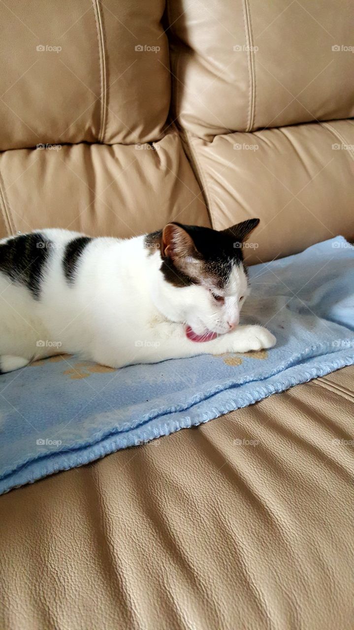 Kitty grooming time!