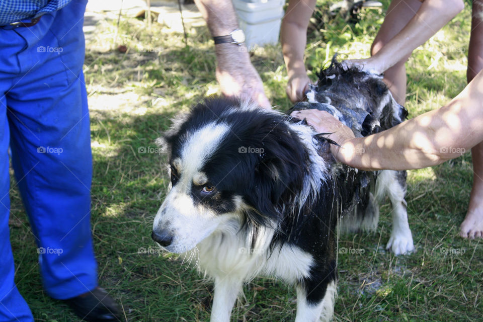 Bathing a dog 2