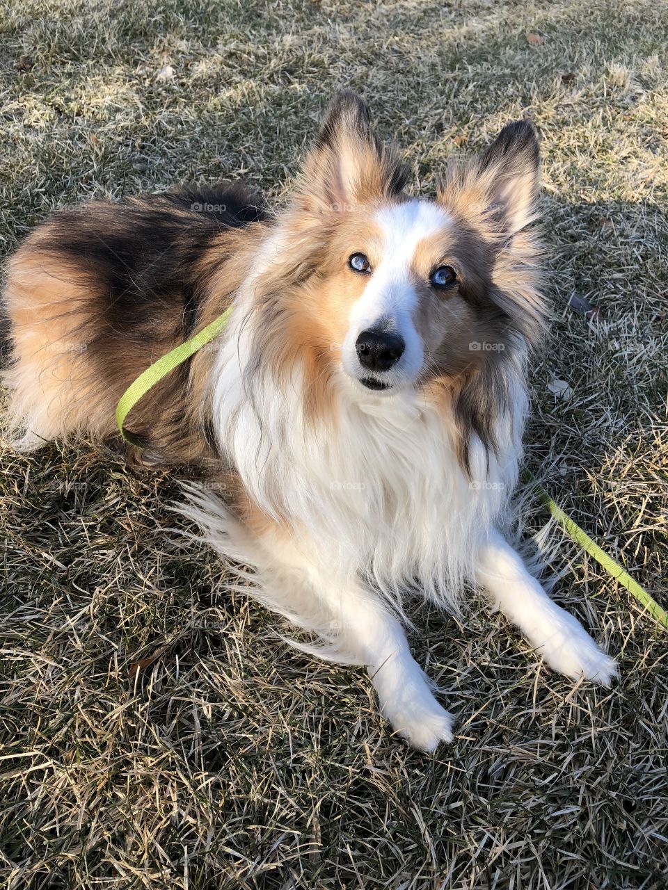 Sheltie 