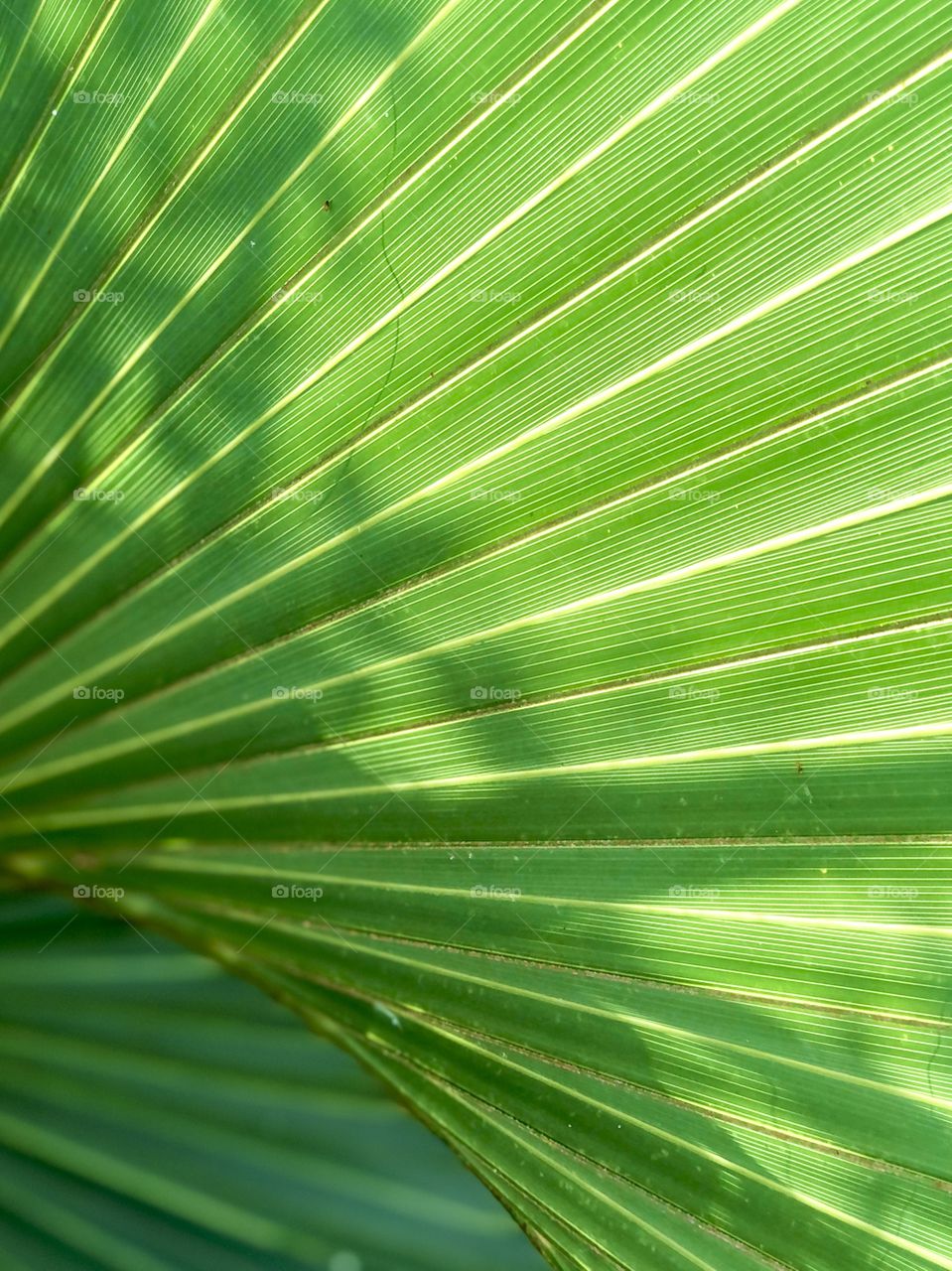 Full frame view of palm fronds 