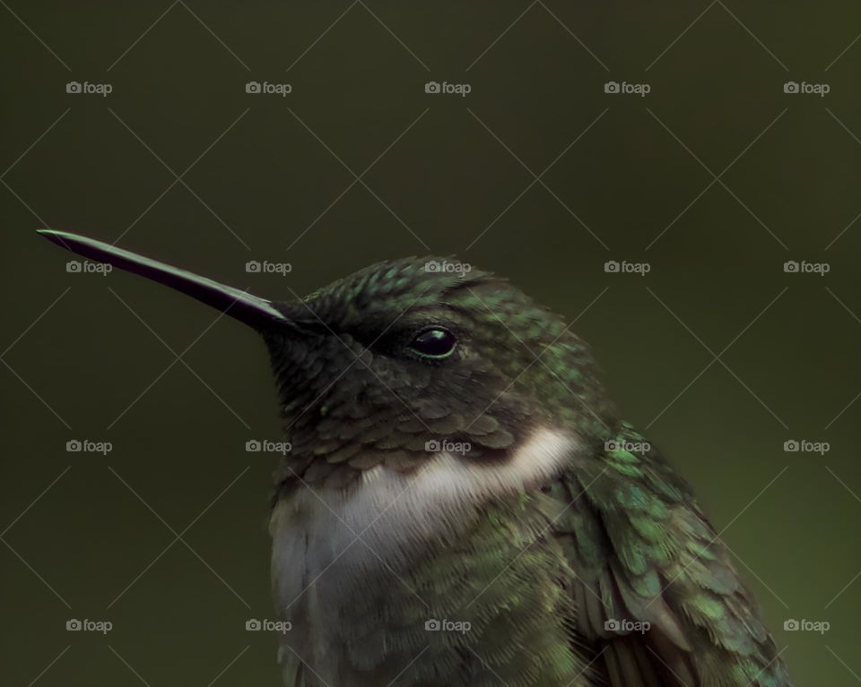 A Hummingbird’s stare