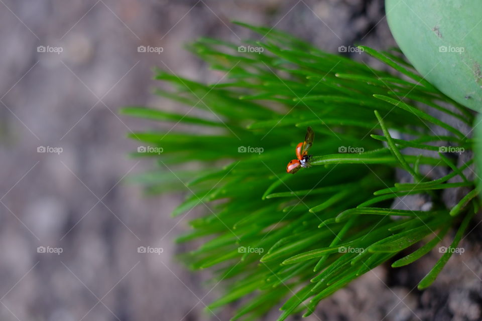 Nature, No Person, Outdoors, Leaf, Flora