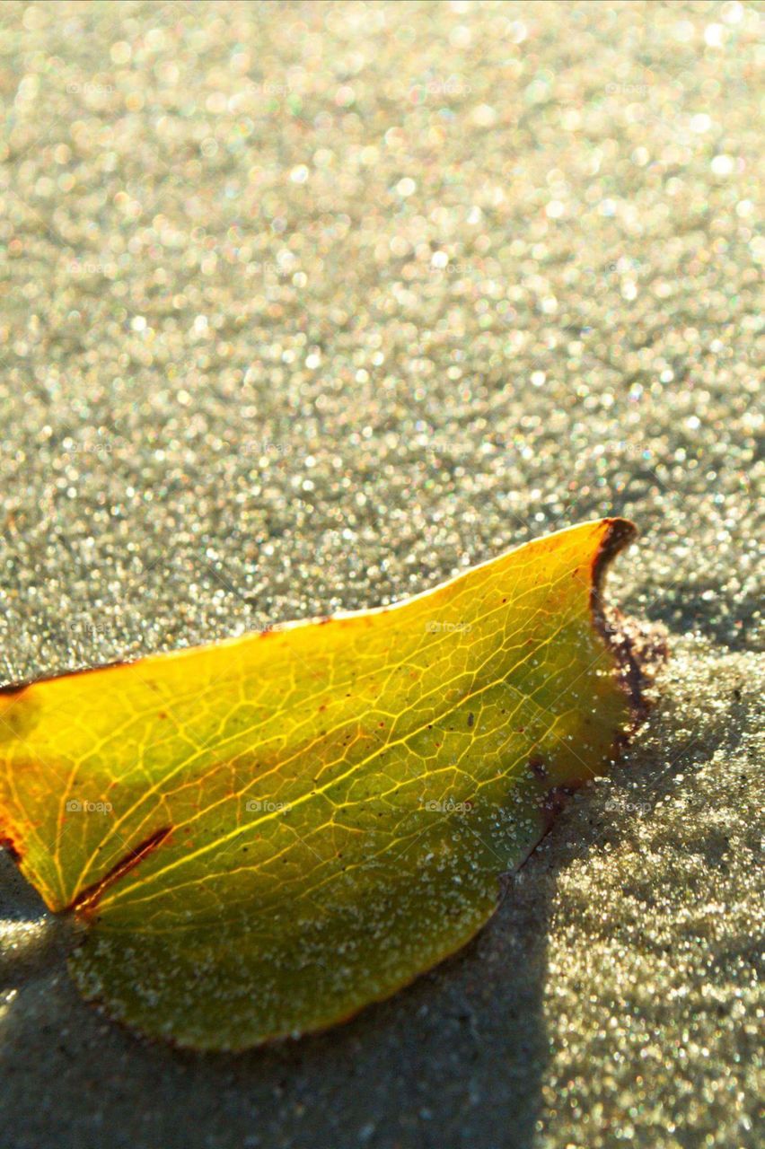 Cell walls in the Sand