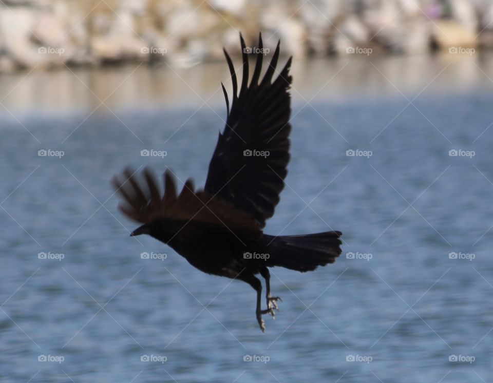 Bird in Flight