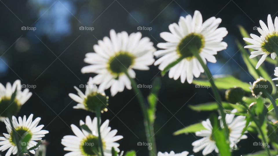 White summer daisy in sunlight 