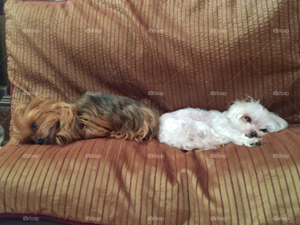 Yorkie and Maltese relaxing 