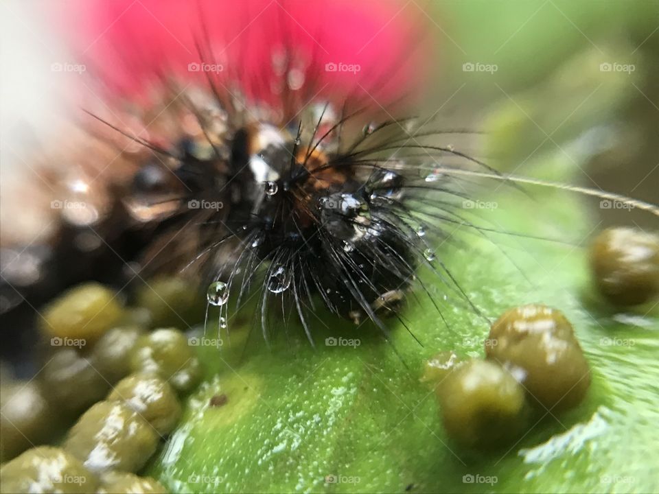 Little caterpillar | Photo with iPhone 7 + macro lens. 