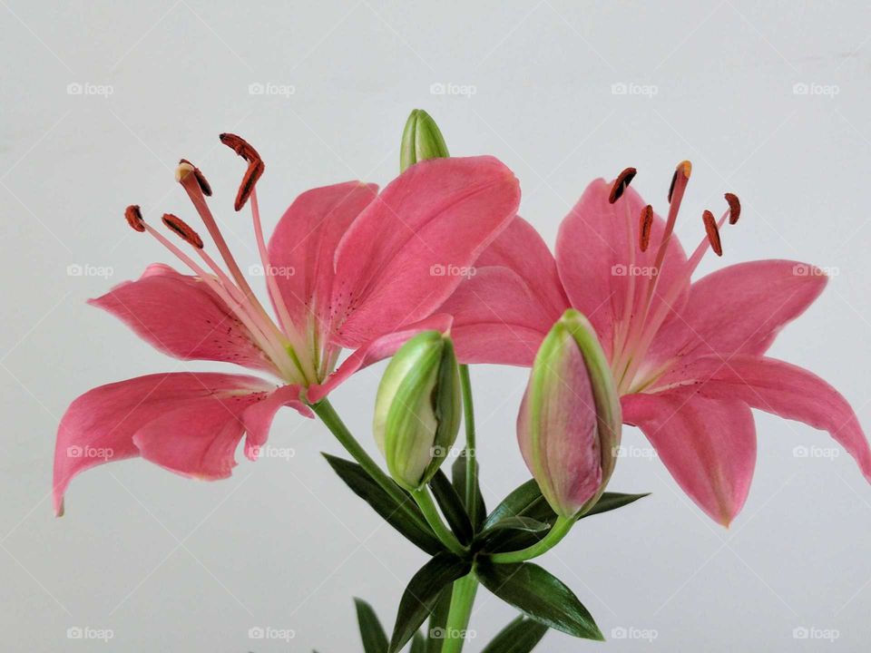 pink Lilly