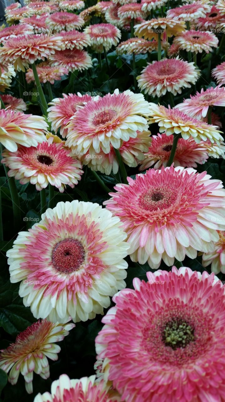 Colorful Bed of Daisies