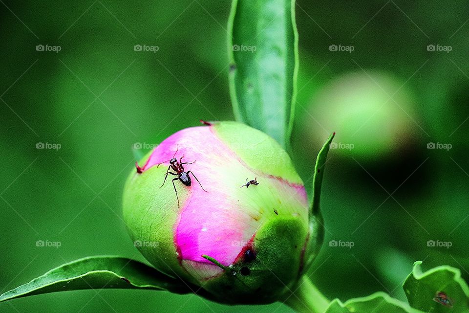 Ants like flowers too