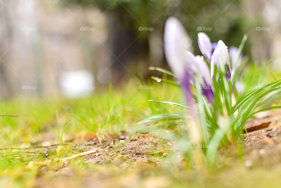 Crocus flower buds