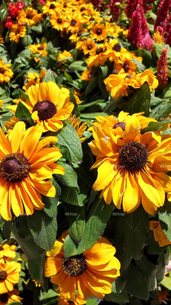 Beautiful yellow flowers