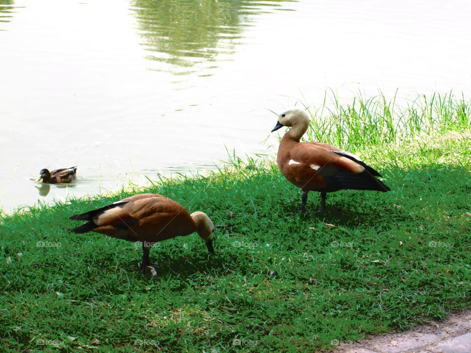 🦆🦆🦆🦆🦆🌞🌄🌍