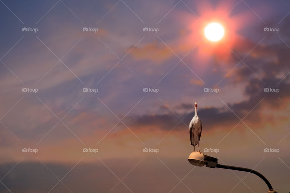 abstract spring sunrise background with stork