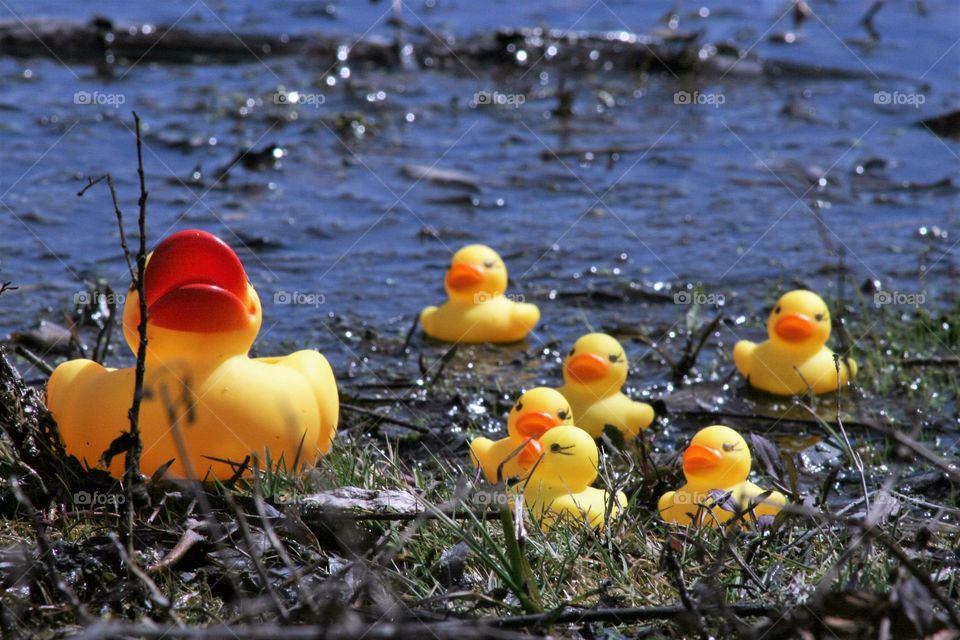 Rubber duck in pond