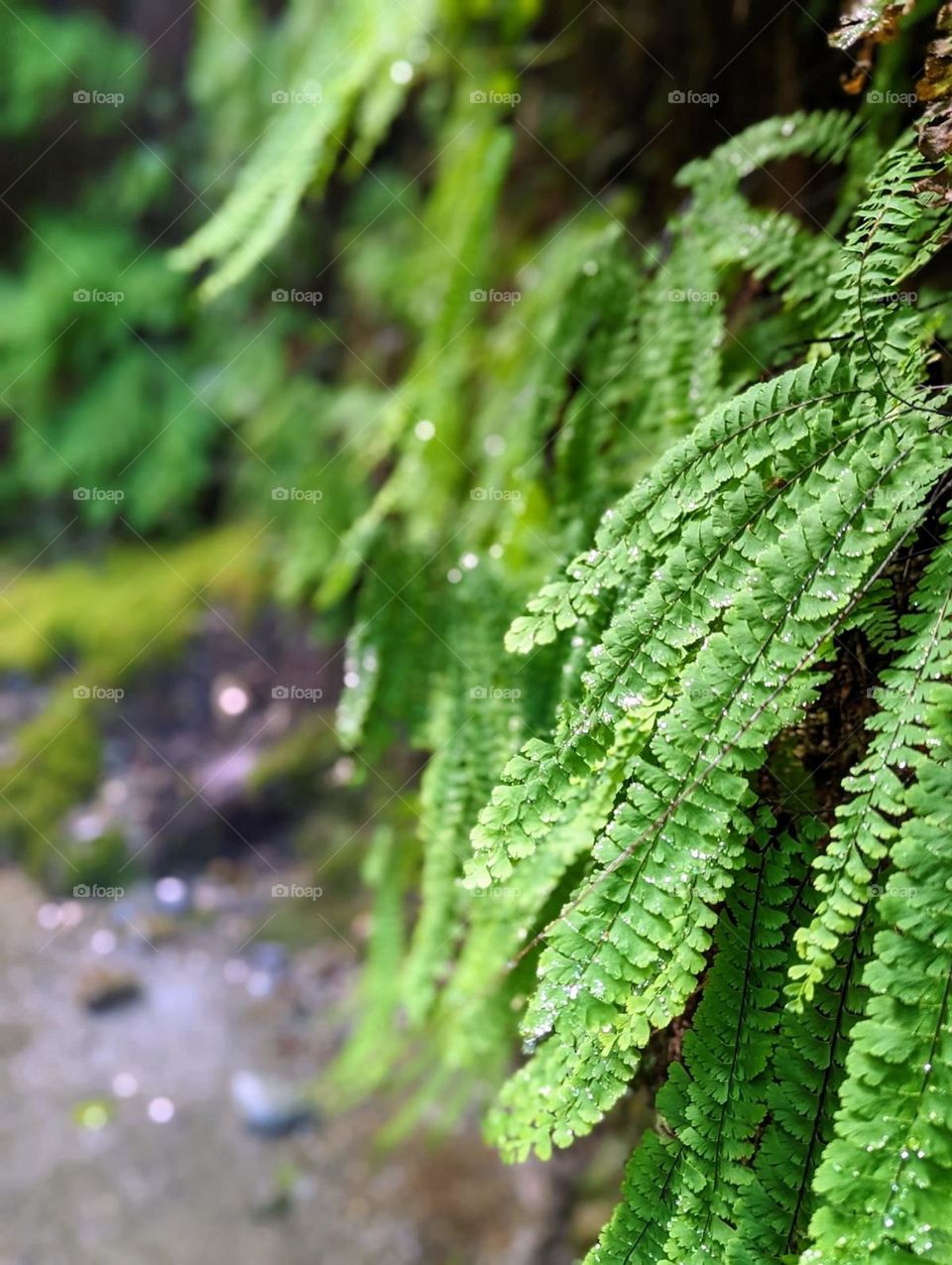 ferns climbing up the canyon with fresh water droplets on the fern leaves, fern canyon Oregon