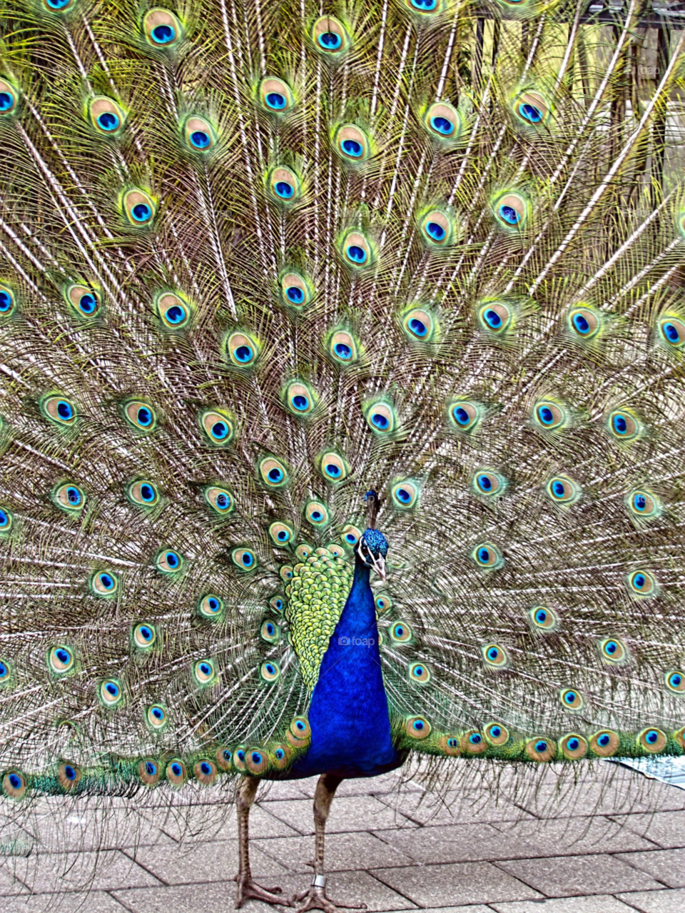 blue bird peacock fantail by landon